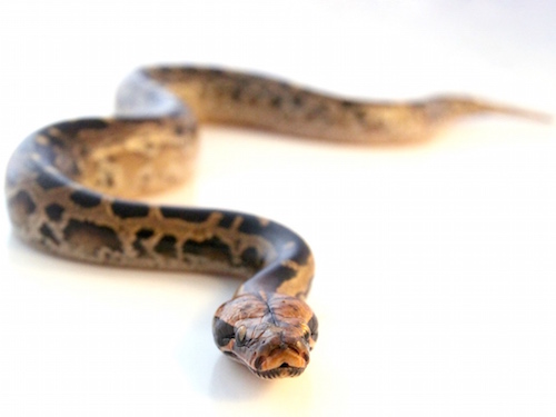 Borneo Blood Python For Sale, Borneo Blood Python For Sale Cheap, Borneo Blood Python For Sale Near Me, Borneo Blood Python For Sale Canada, Borneo Blood Python For Sale Europe, Borneo Blood Python For Sale Uk, Borneo Blood Python For Sale Usa